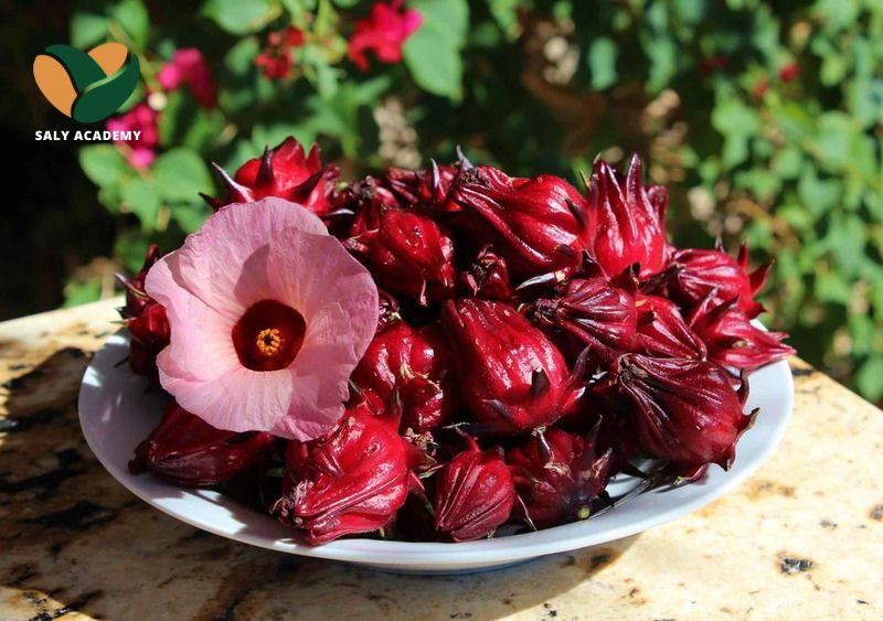 Hoa atiso đỏ dùng để pha chế món trà Hibiscus