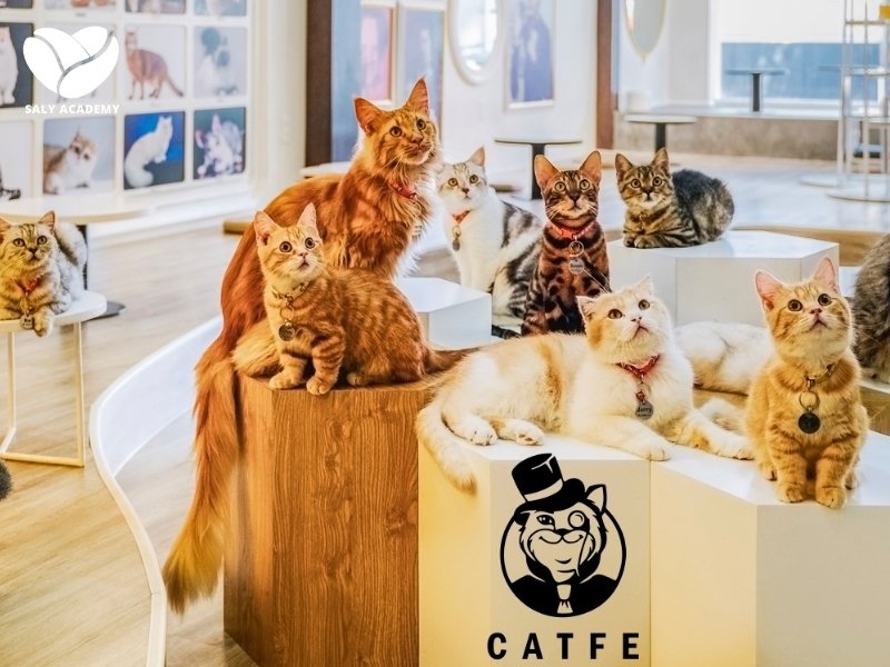Catfe Cat Cafe dành cho những trái tim yêu mèo giữa Sài Gòn