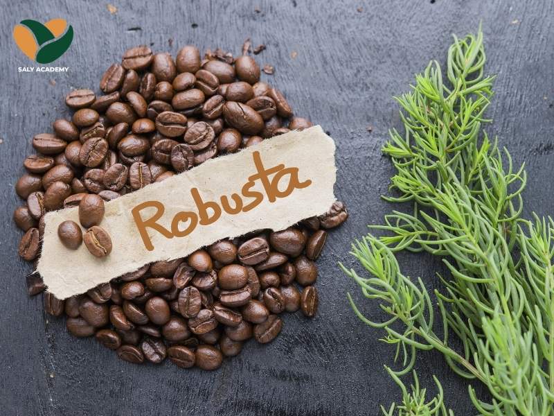 Cà phê Robusta Cà phê Robusta