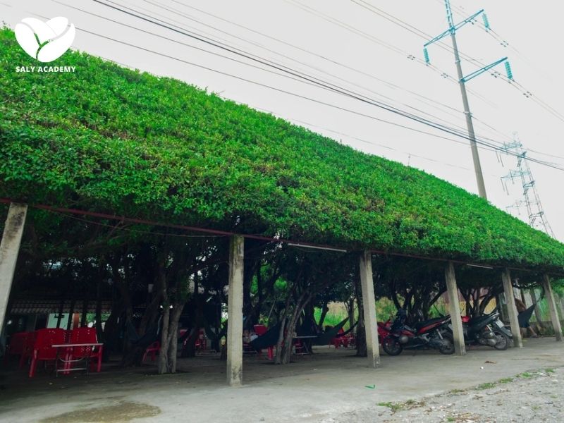 Quán cafe được xây dựng hoàn toàn từ tán lá và thân của 24 cây si Quán cafe được xây dựng hoàn toàn từ tán lá và thân của 24 cây si