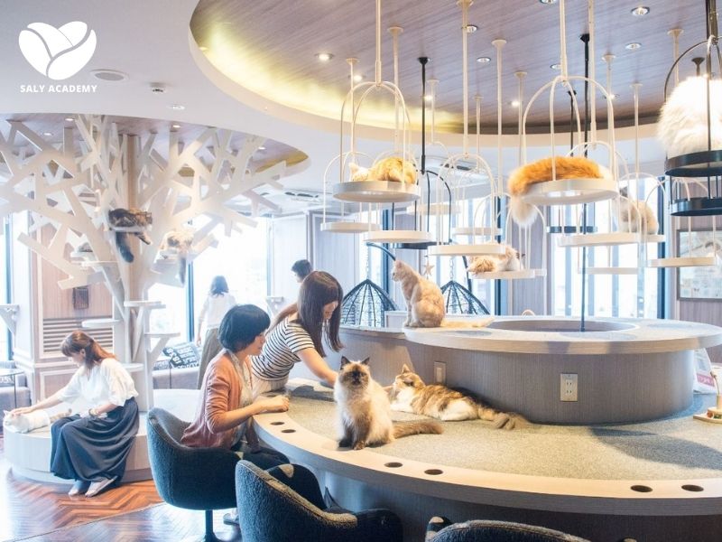 Cafe mèo là mô hình phổ biến và được yêu thích nhất cả ở Việt Nam lẫn trên thế giới Cafe mèo là mô hình phổ biến và được yêu thích nhất cả ở Việt Nam lẫn trên thế giới