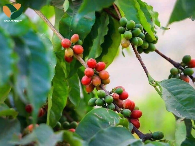 Vùng Cầu Đất là nơi duy nhất tại Việt Nam có điều kiện lý tưởng để trồng cafe moka chất lượng cao