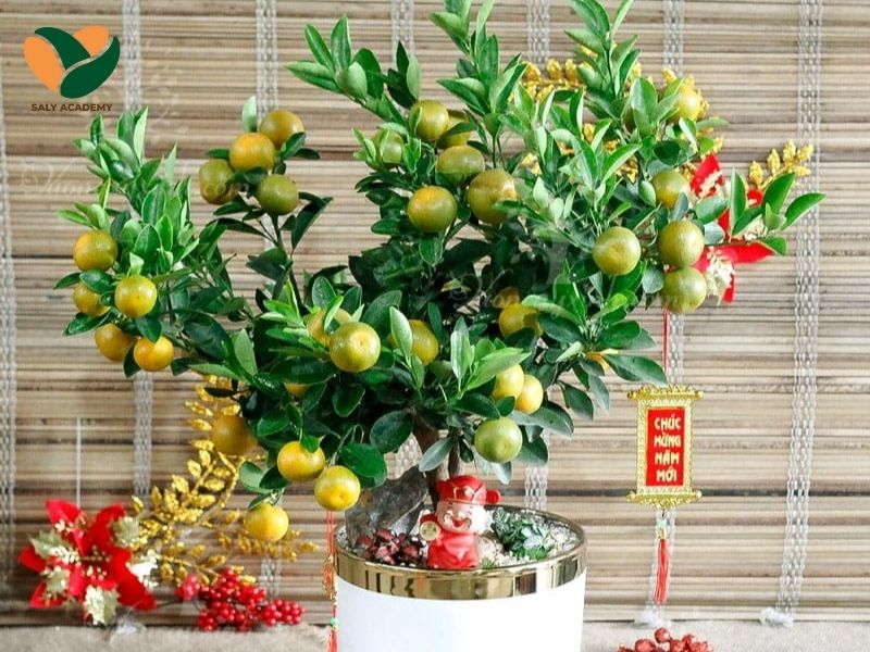 Trang trí quất mini tại quầy